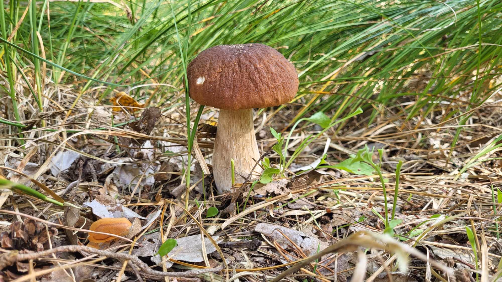 Dlaczego warto zbierać grzyby? Przewodnik po korzyściach i smakach Grzyb Kamila Piwowarska_goleniow24.info