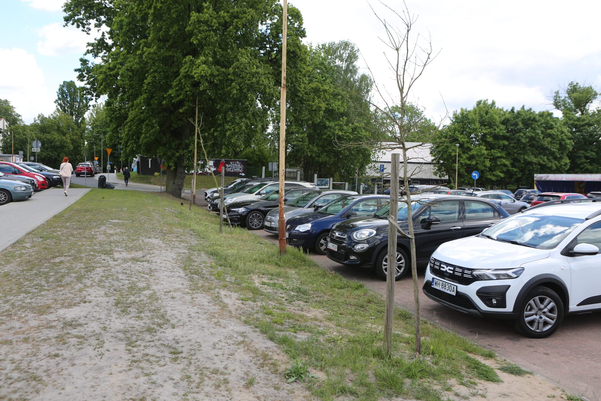 Zielona droga Nasadzenia