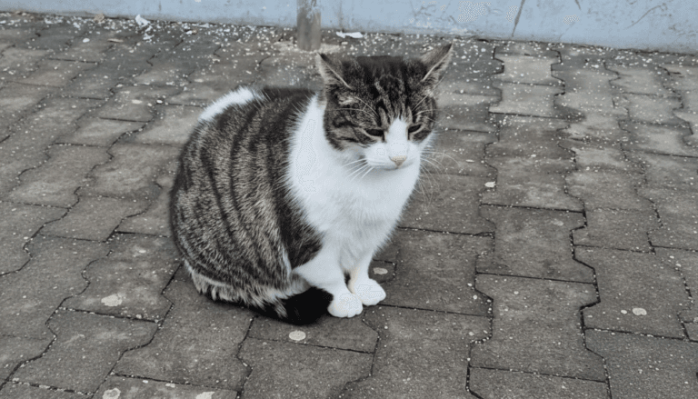 Kot BOLEK znalazł swoją BABECZKĘ …