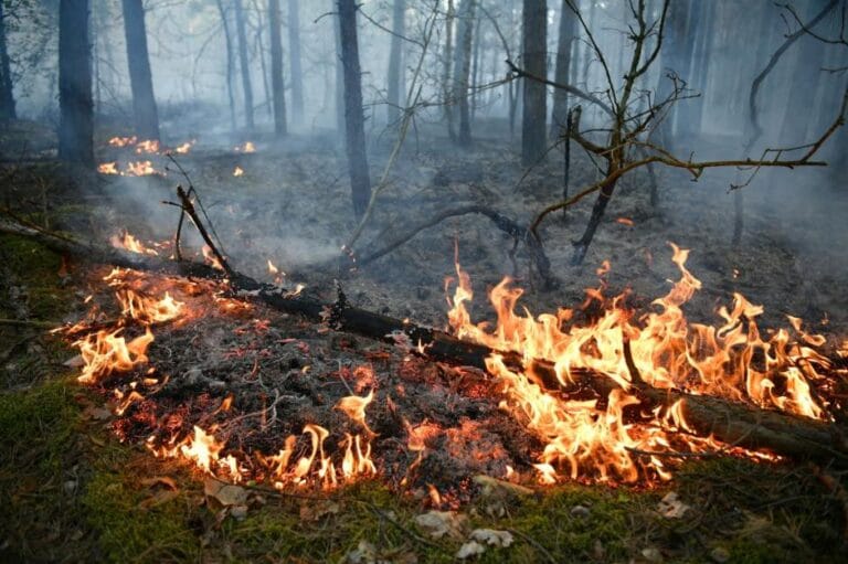 ALARM W LASACH: Susza i seria pożarów w okolicach Goleniowa